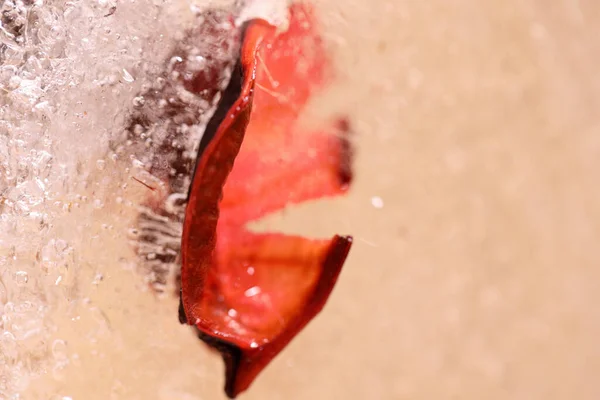 Абстрактне Зображення Сухих Квітів Листя Заморозилося Льоду — стокове фото