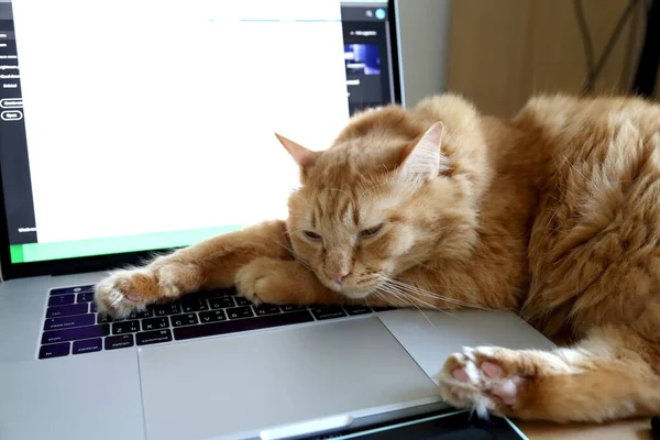 Young Ginger Maine Coon Cat Sleeping Laptop — Stock Photo, Image