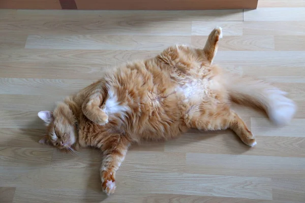 Young Ginger Cat Lying Wooden Floor — Stock Photo, Image