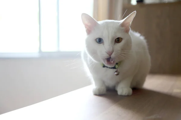 Young White Cat Lying Cupboard — Stock Photo, Image