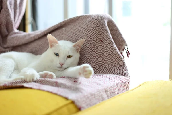 Los Ojos Extraños Gato Relajante Casa — Foto de Stock