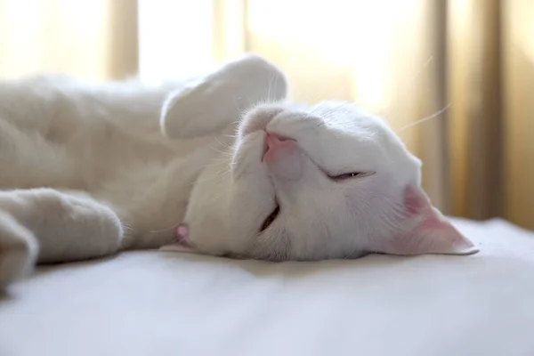 Kucing Mata Aneh Berbaring Tempat Tidur — Stok Foto