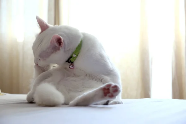Die Seltsame Katze Die Auf Dem Bett Liegt — Stockfoto