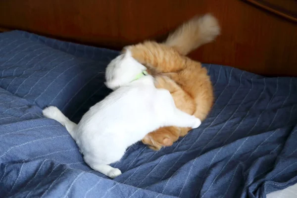 Двоє Молодих Котів Грають Бійки Ліжку — стокове фото
