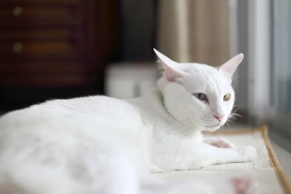 Vreemde Ogen Kat Ontspannen Het Huis — Stockfoto