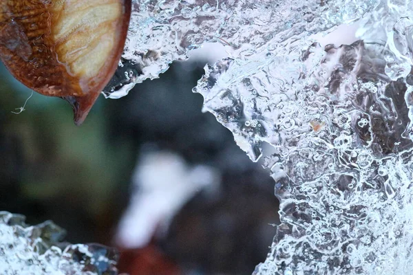 Imagem Abstrata Flores Secas Folhas Foram Congeladas Gelo — Fotografia de Stock