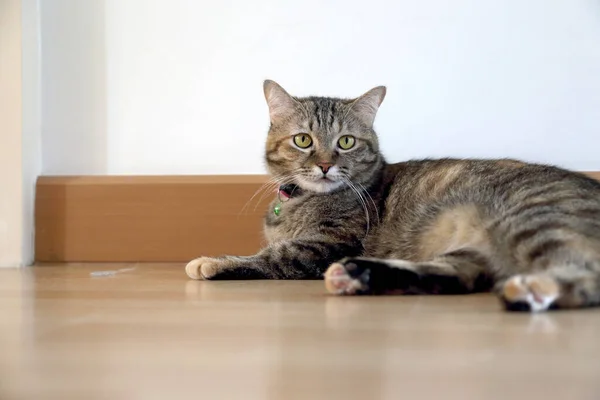 Samica Kotka Leży Podłodze — Zdjęcie stockowe