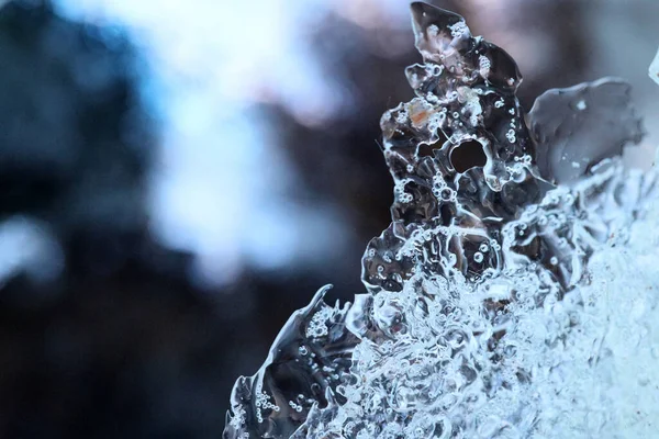 Imagen Abstracta Flores Secas Hojas Fueron Congeladas Hielo — Foto de Stock