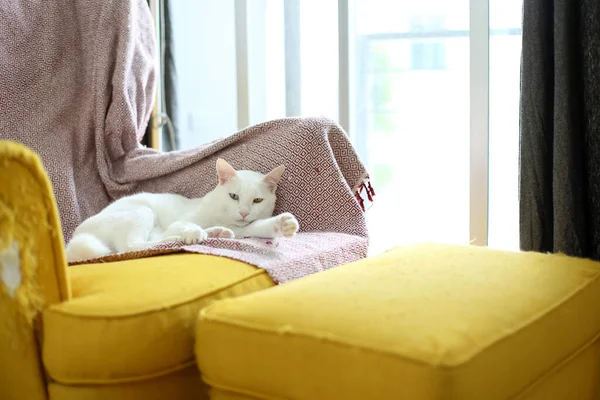 Die Seltsame Katze Entspannt Sich Haus — Stockfoto