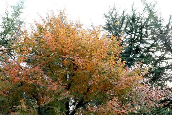 Akçaağaç Yaprakları Yeşilden Turuncuya Dönüştü — Stok fotoğraf
