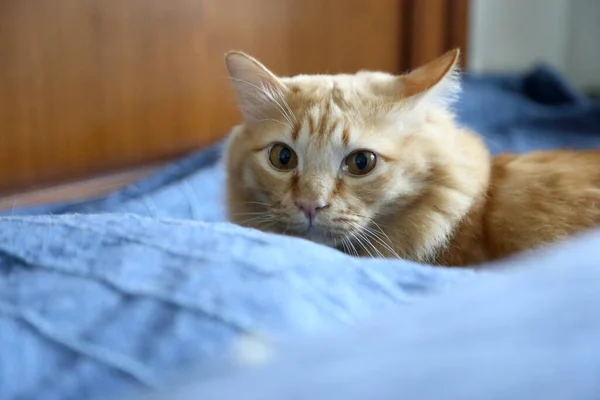 Імбирний Кіт Лежить Ліжку — стокове фото
