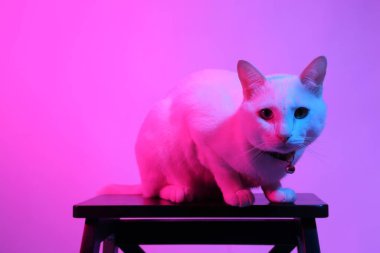 Jöle rengi ışıktaki beyaz kedi,