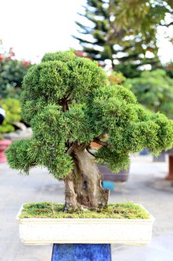 Parktaki bonsai ağacı.