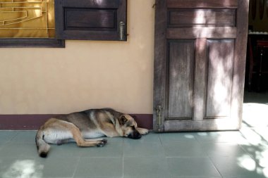 Sokak köpeği kapının önünde uyuyor..