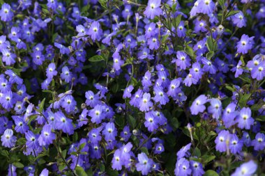 Bahçedeki en güzel ametist çiçeği.