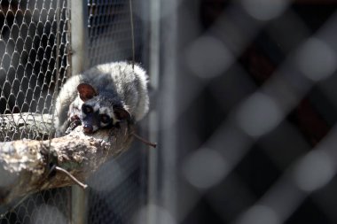 Büyük kafesteki genç sansar..