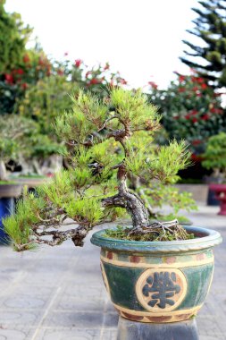Parktaki bonsai ağacı.