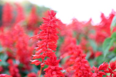 Bahçede açan kızıl adaçayı..