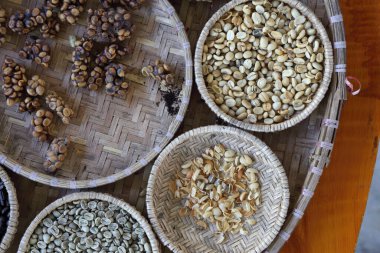 Kahve çekirdeği birçok durumda misk kahvesi üretim metodunu göstermek için.