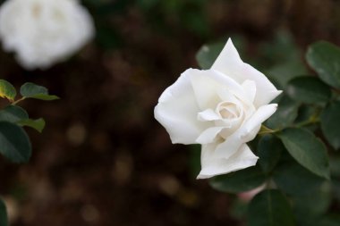 Beyaz gülün makro resmi.