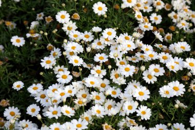 Parktaki beyaz papatya.