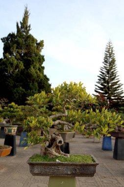Parktaki bonsai ağacı.