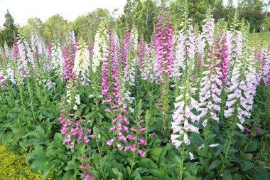 Bahçedeki renkli yüksükotu çiçeği.