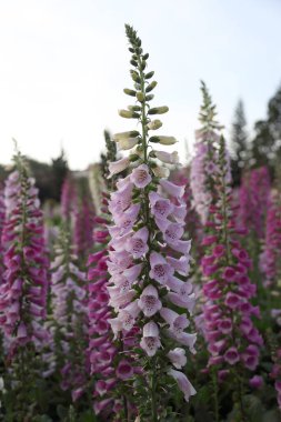 Bahçedeki renkli yüksükotu çiçeği.