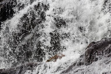 Datanla suyu düşüyor, Da Lat, Vietnam 'ın ünlü suları dökülüyor..