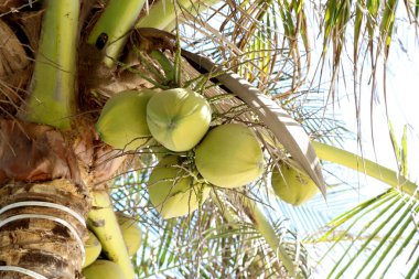 Ağaçta sallanan hindistan cevizleri.