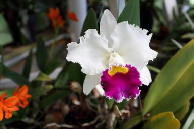 Parktaki beyaz bambu orkidesi..