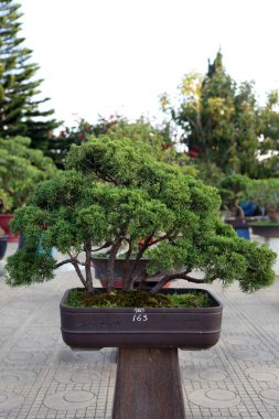 Parktaki bonsai ağacı.