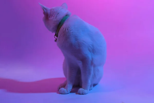 Biały Kot Kolorze Żelu Światło — Zdjęcie stockowe