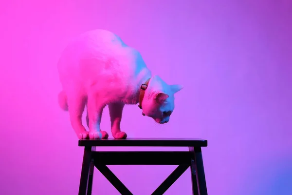 Chat Blanc Dans Lumière Gel Couleur — Photo