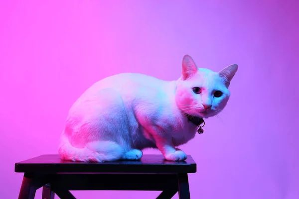 Gato Blanco Luz Gel Color — Foto de Stock