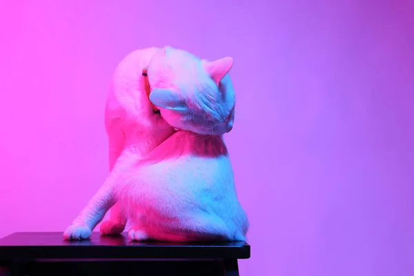 Chat Blanc Dans Lumière Gel Couleur — Photo