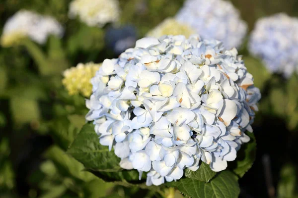 Bela Hortênsia Jardim — Fotografia de Stock