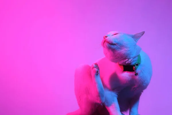 Chat Blanc Dans Lumière Gel Couleur — Photo