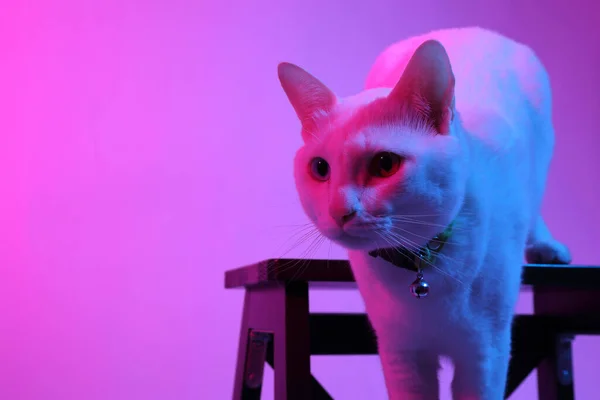 Witte Kat Kleur Gel Licht — Stockfoto