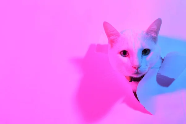 Witte Kat Kleur Gel Licht — Stockfoto