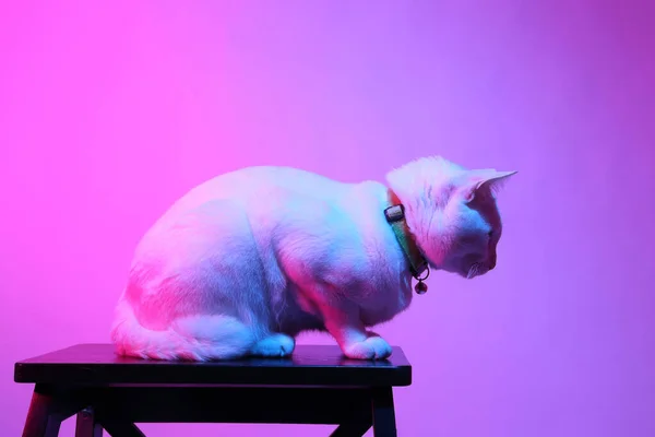 Белая Кошка Цветном Гелевом Свете — стоковое фото
