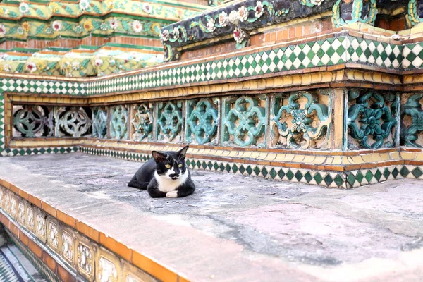 Zbłąkany Kot Mieszkający Thai Świątynnym Terenie — Zdjęcie stockowe
