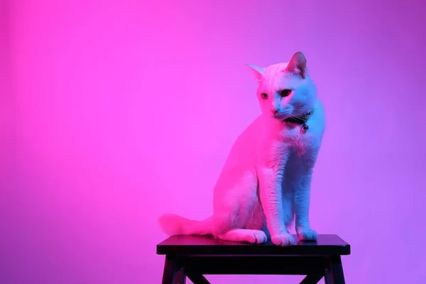 Gato Blanco Luz Gel Color —  Fotos de Stock