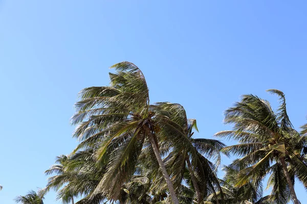 Высокое Кокосовое Дерево Солнечный День — стоковое фото