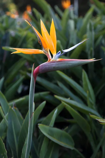 Cennet Kuşu Adında Güzel Bir Çiçek — Stok fotoğraf