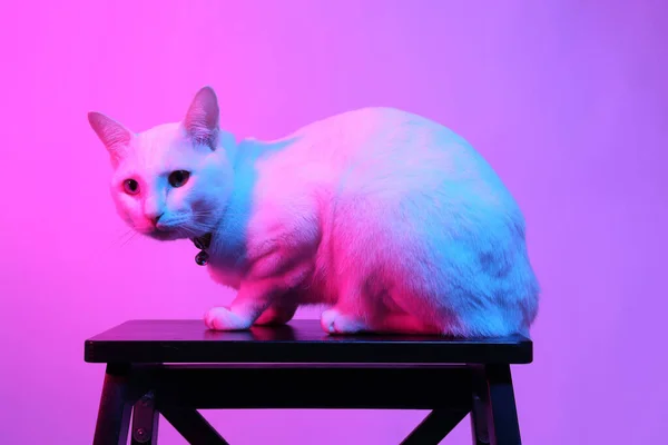 Білий Кіт Кольоровому Гелевому Світлі — стокове фото