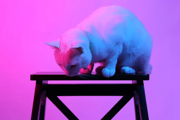 Chat Blanc Dans Lumière Gel Couleur — Photo