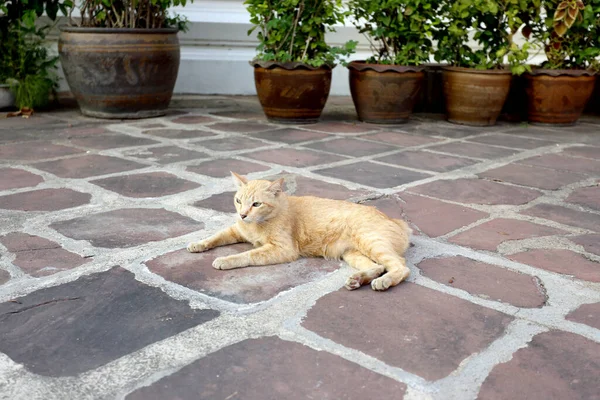Zbłąkany Kot Mieszkający Thai Świątynnym Terenie — Zdjęcie stockowe
