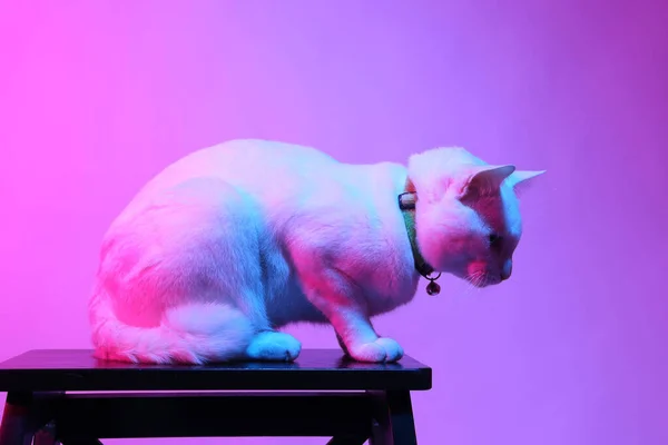 彩色胶水中的白猫 — 图库照片