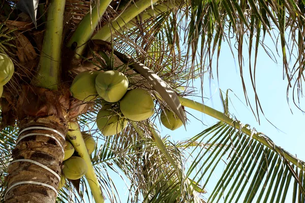 Cocos Pendurados Árvore — Fotografia de Stock